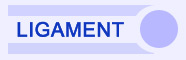 ligament genou